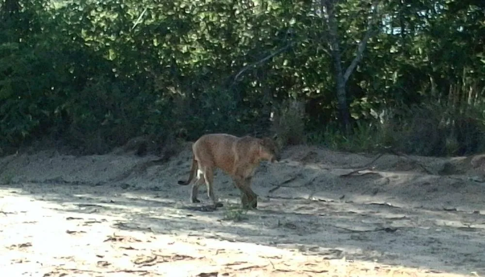 Monitoramento identifica presença de antas, onças e lobos-guarás na Reserva Cisalpina em Brasilândia