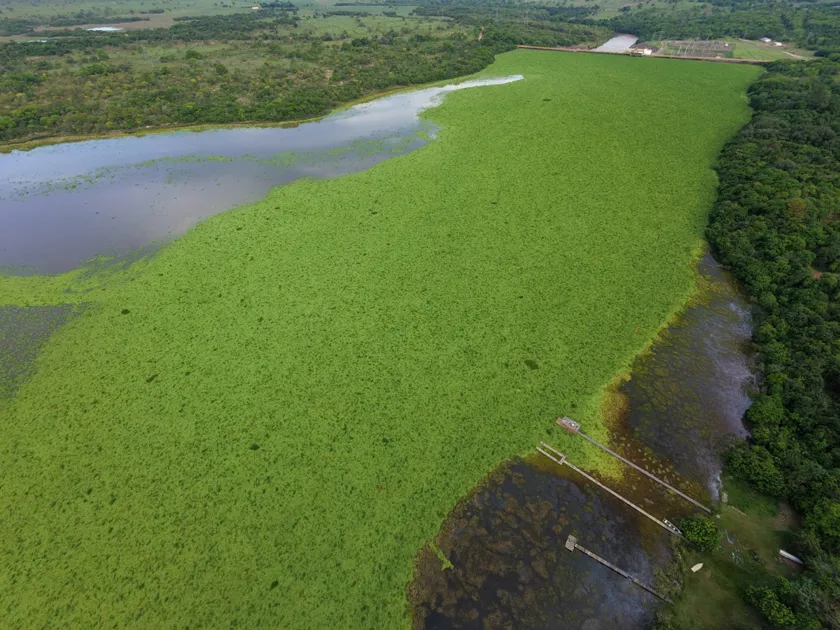Novas imagens mostram agravamento da crise de macrófitas no Rio Pardo